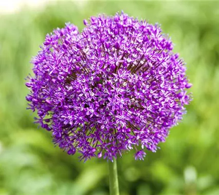 Allium – eleganter Zierlauch