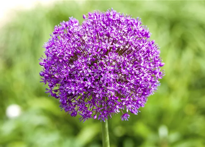 Allium – eleganter Zierlauch Allium – eleganter Zierlauch