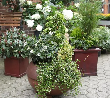 Blumenkübel - Dauerhafte Bepflanzung