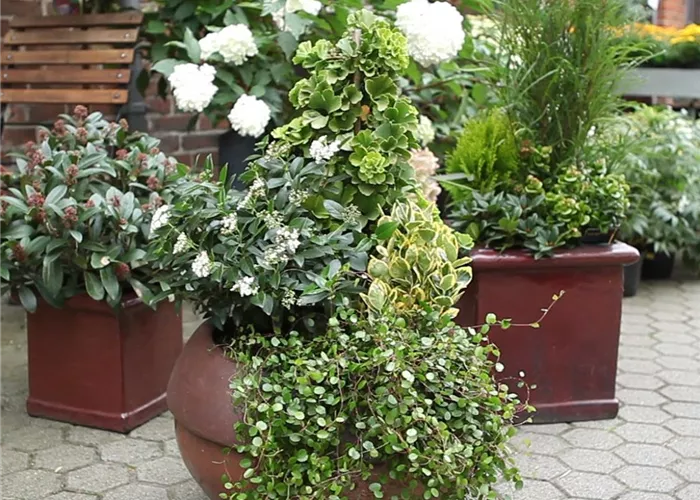 Blumenkübel - Dauerhafte Bepflanzung Blumenkübel - Dauerhafte Bepflanzung