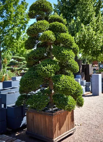 Japanische Stechpalme Bonsai