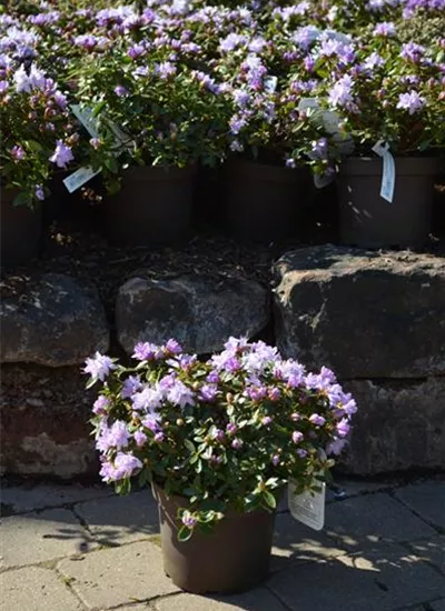 Kleinblättr.Rhododendron 'Moerheim'