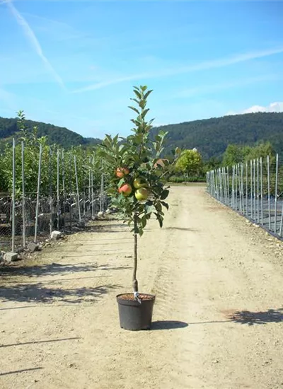 Apfel verschiedene Sorten