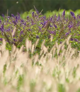 Pennisetum, Buddleja (1).jpg