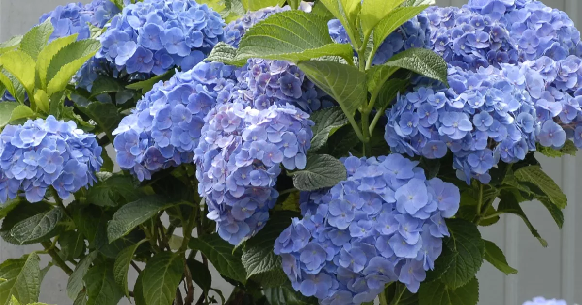 Hortensie 'Forever & Ever' (R)