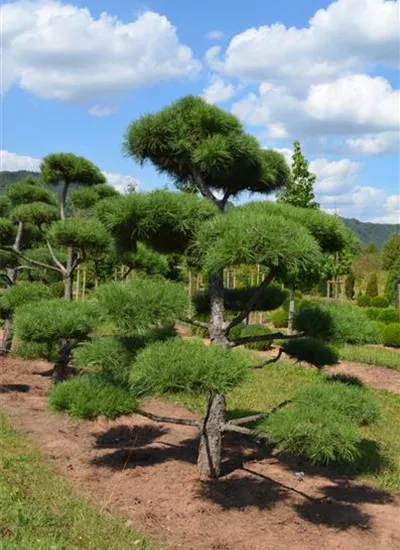 Kiefern Bonsai