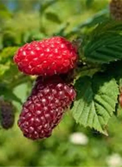 Tayberry - Kreuzung zwischen Him- & Brombeere