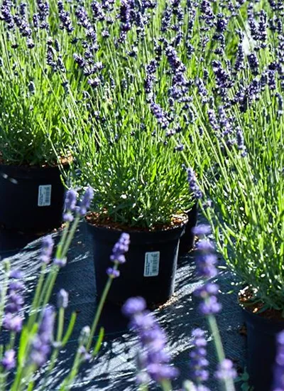 Lavendel 'Hidcote Blue'