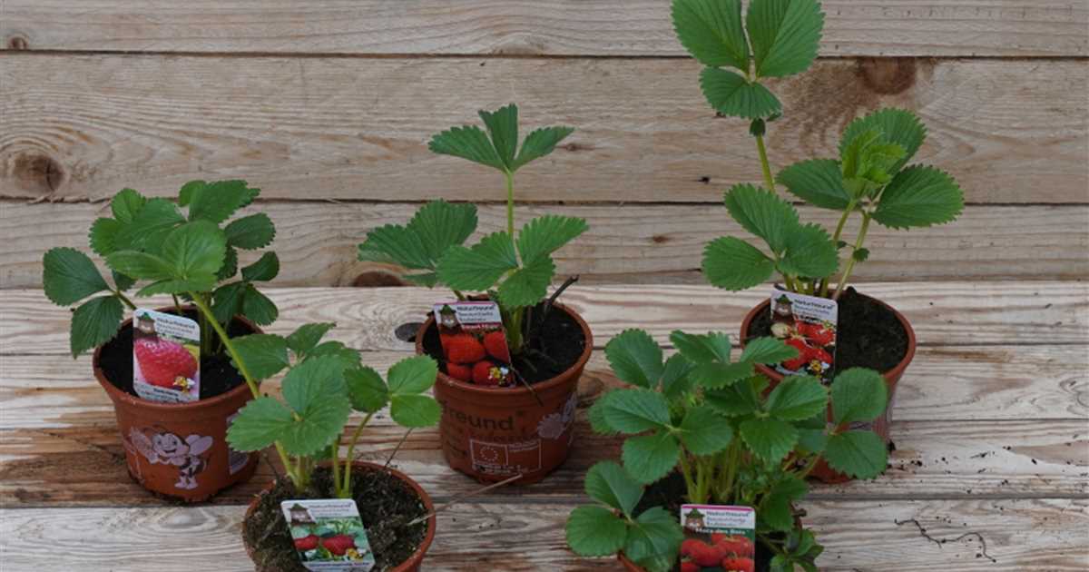 Erdbeerpflanzen