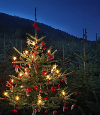 geschmückter Weihnachtsbaum (1).jpg