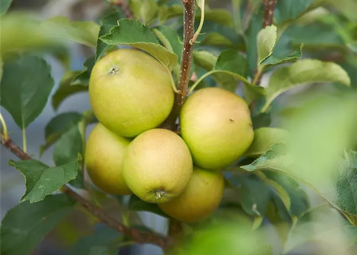 Obstbäume