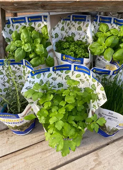 frische Bio-Kräuter