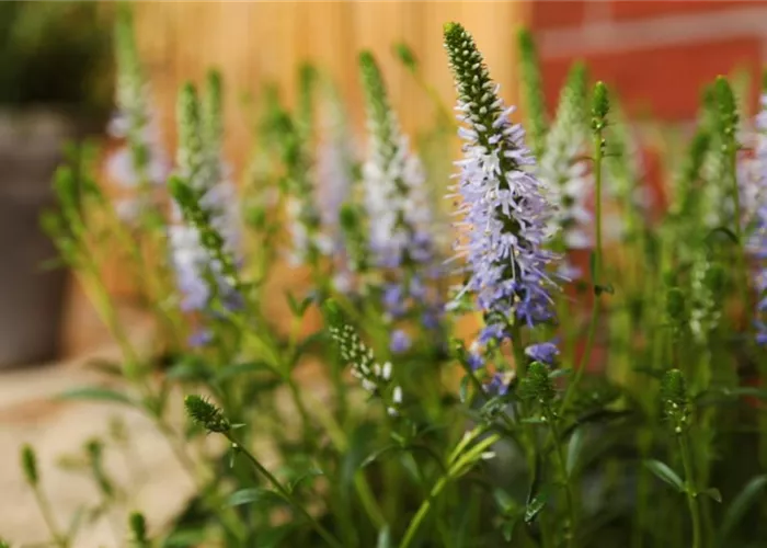 Ähriger Ehrenpreis - Einpflanzen im Garten