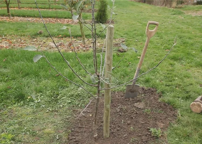 Apfelbaum - Einpflanzen im Garten