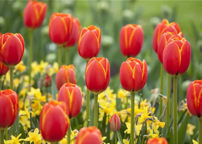 Der Feng-Shui-Garten: botanischer Einklang für die Gesundheit