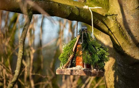 Ein Vogelhaus aus dem Tannenbaum bauen