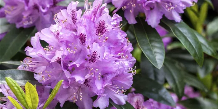 Rhododendron pflanzen