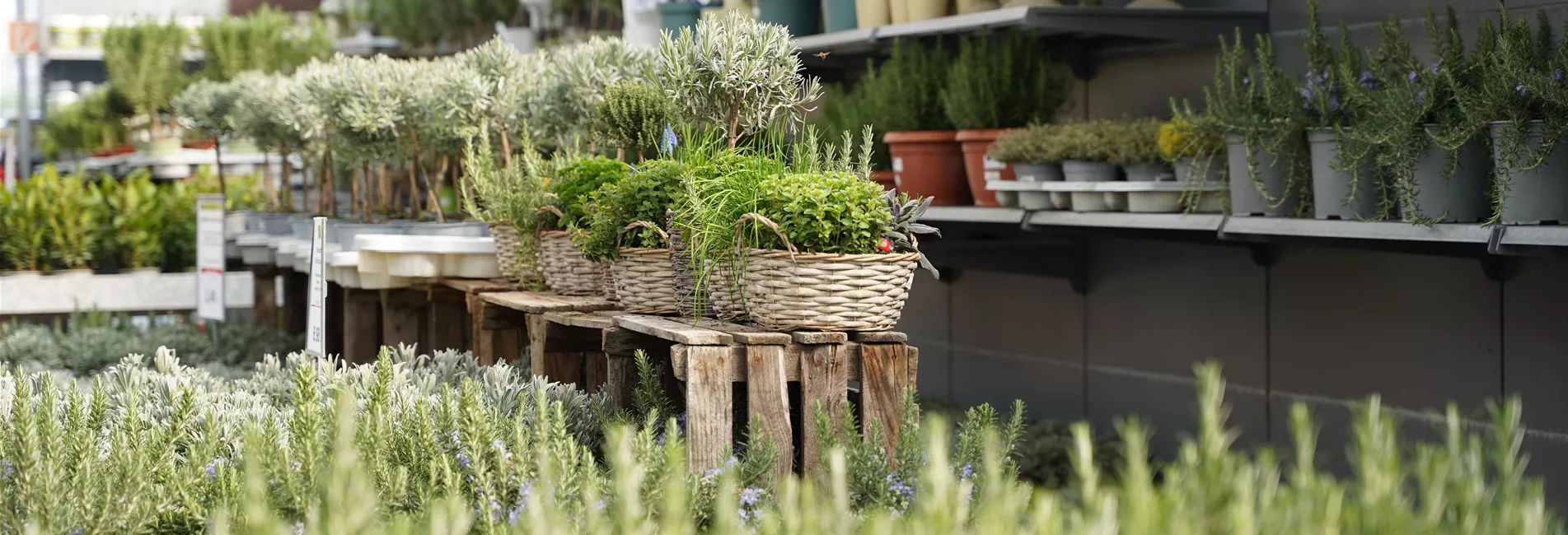 Aromatisch und frisch