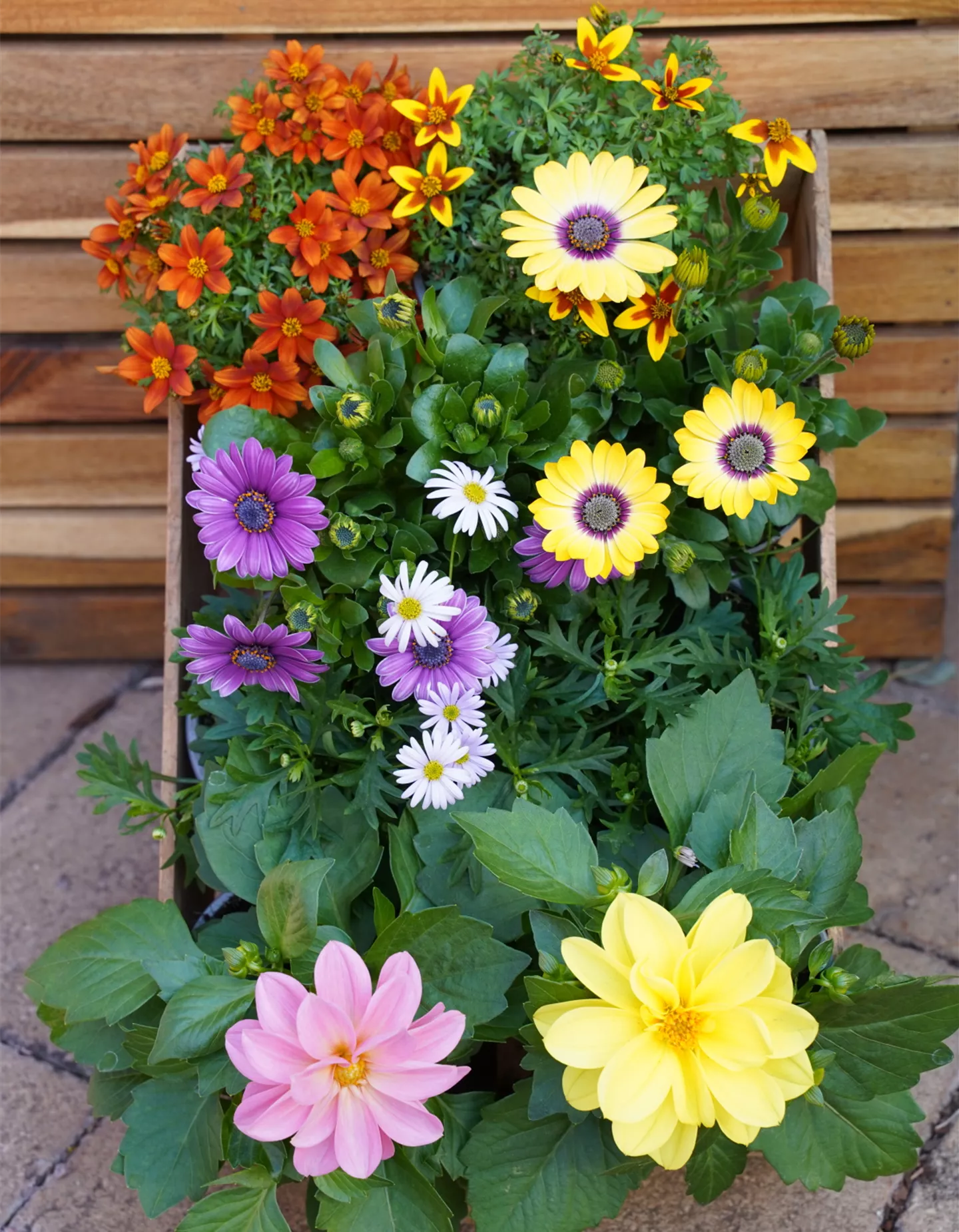 Sommerblumen