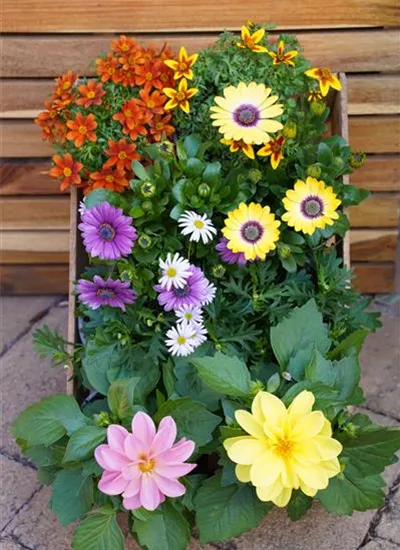 Sommerblumen