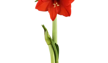 Bildvorschau