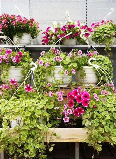Blumenampeln