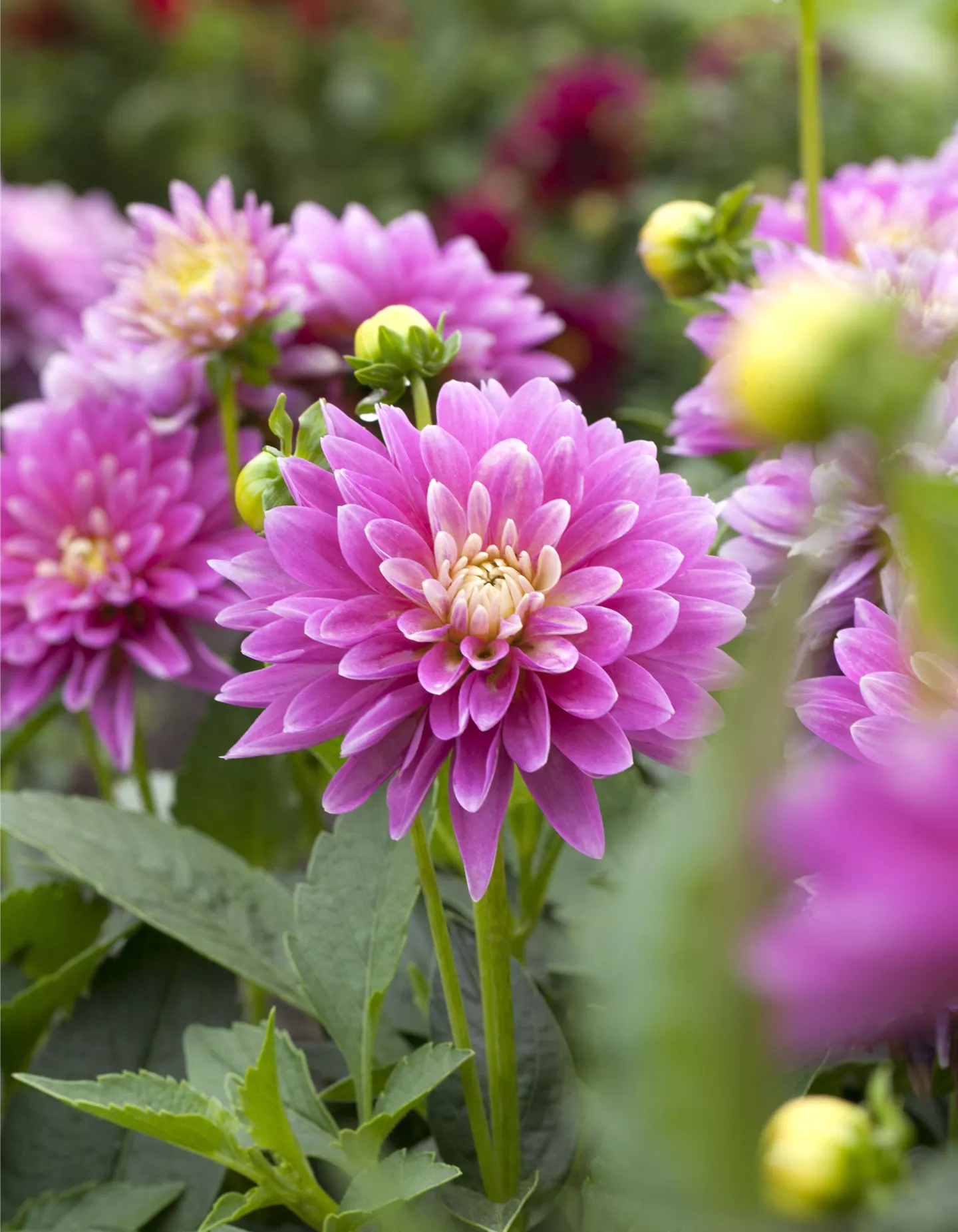 Dahlien
