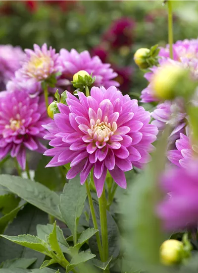 Dahlien