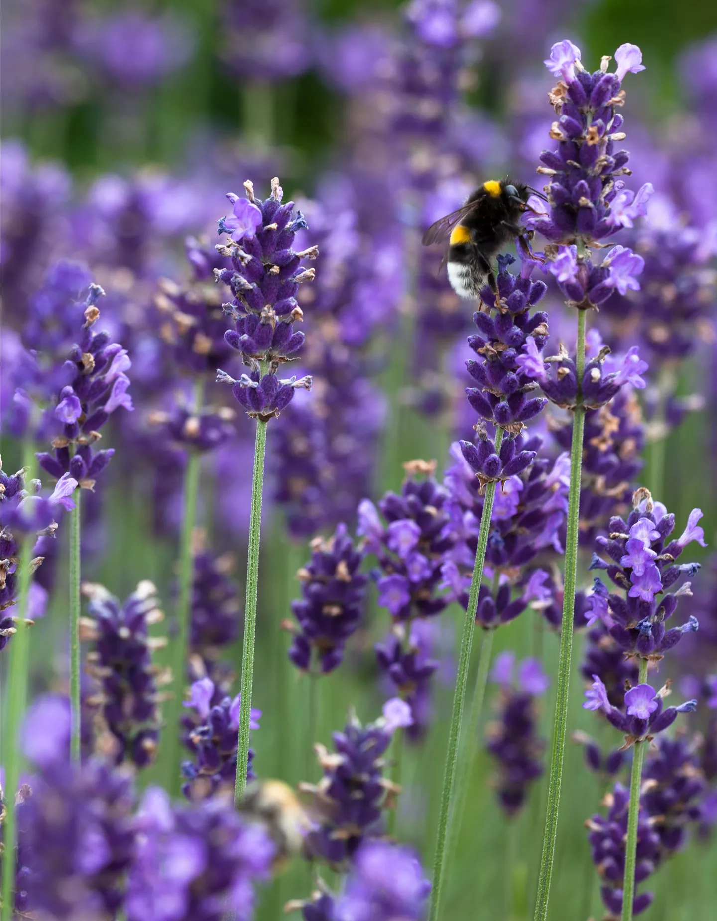 Lavendel