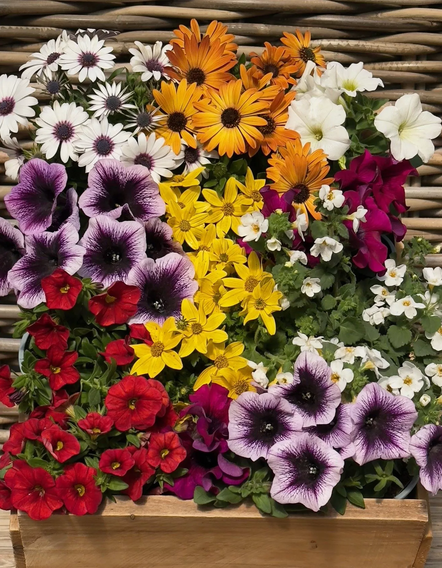 Sommerblumen