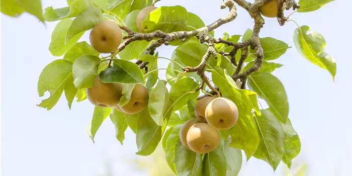 Der Obstgarten – viele Leckereien für große und kleine Naschkatzen