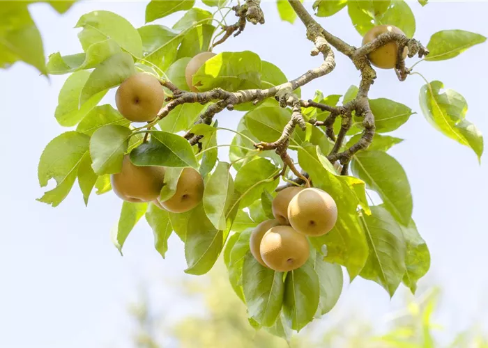 Der Obstgarten – viele Leckereien für große und kleine Naschkatzen