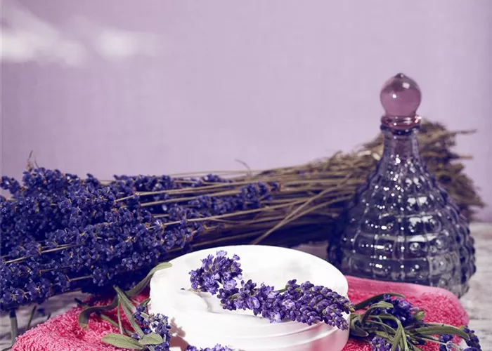 Lavendel, seine vielseitige Anwendung und Pflegehinweise Lavendel, seine vielseitige Anwendung und Pflegehinweise