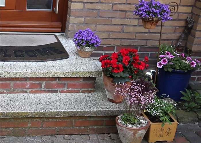 Blumenkübel - Bepflanzen mit Sommerblumen Blumenkübel - Bepflanzen mit Sommerblumen