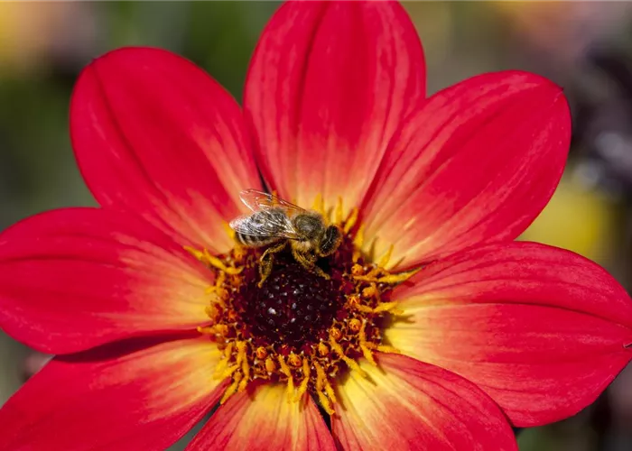 Dahlien – die Blühwunder im Hochsommer Dahlien – die Blühwunder im Hochsommer