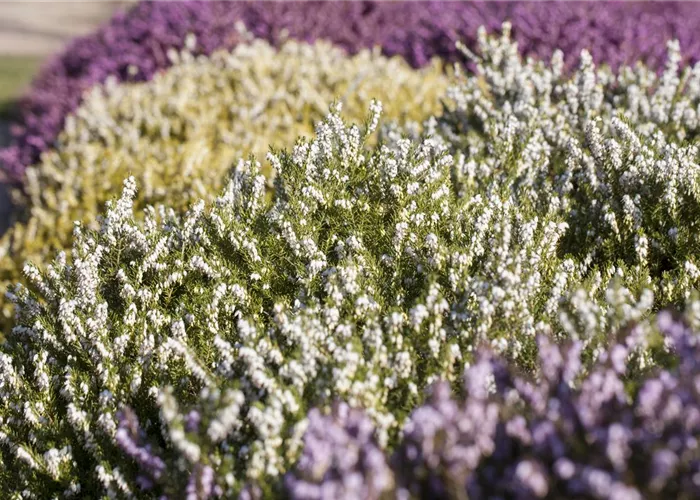 Der Heidegarten: Erholung und Idylle für Zuhause