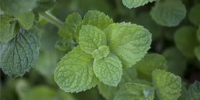 Die Apfel-Minze: der samtige Riese im Kräuterbeet