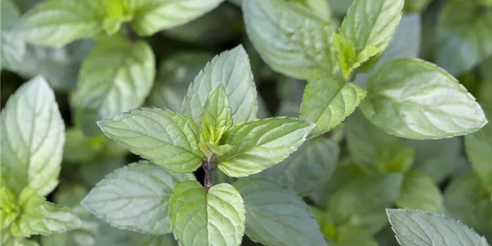 Die Schoko-Minze: Schokolade für den Garten