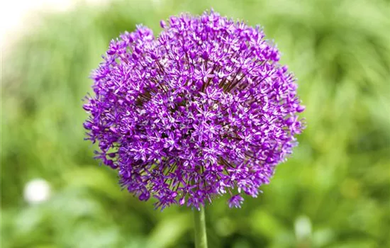 Allium – eleganter Zierlauch