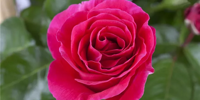 Pflanzzeit für Rosen Pflanzzeit für Rosen