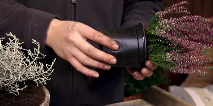 Blumenkübel – Herbstliche Bepflanzung Blumenkübel – Herbstliche Bepflanzung