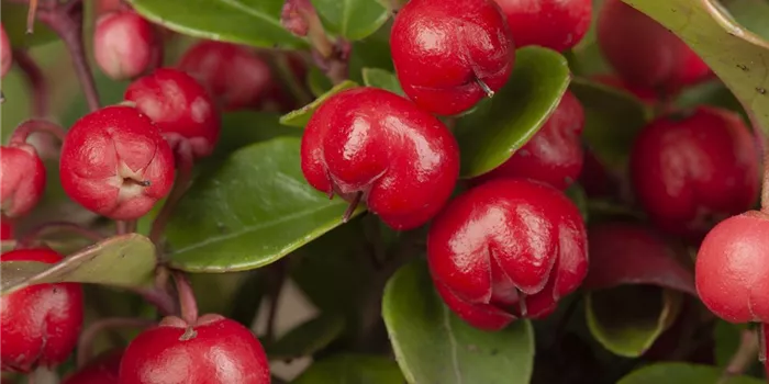 Die Scheinbeere – wenn eine Pflanze zur Dekoration wird Die Scheinbeere – wenn eine Pflanze zur Dekoration wird