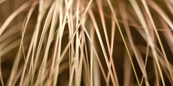 Gräser auf der Terrasse sind für den Herbst geeignet Gräser auf der Terrasse sind für den Herbst geeignet