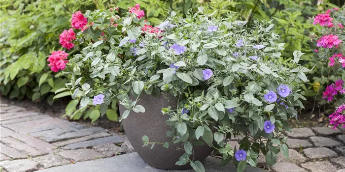 Kübelpflanzen gießen