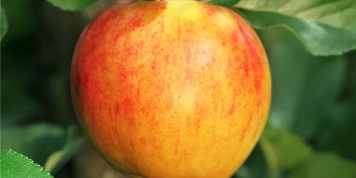 Obstbaum pflanzen: Apfel nach Apfel? Obstbaum pflanzen: Apfel nach Apfel?