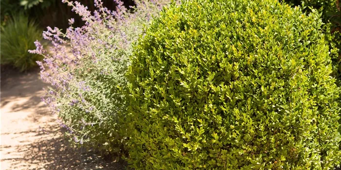 Immergrüne verpflanzen Immergrüne verpflanzen