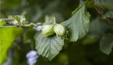 Zum Vergrößern klicken Bildvorschau