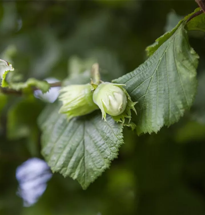 Corylus avellana Corylus avellana