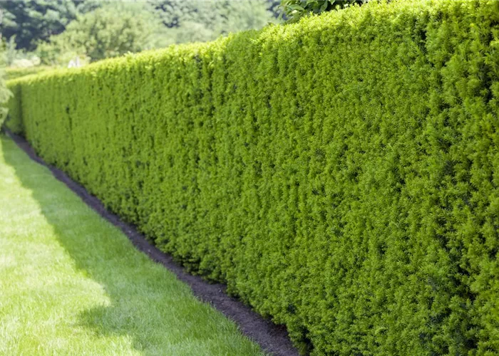 Hecken pflanzen - Vom Facettenreichtum lebendiger Zäune Hecken pflanzen - Vom Facettenreichtum lebendiger Zäune