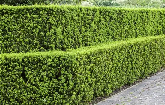 Nadelholzhecken schneiden Nadelholzhecken schneiden